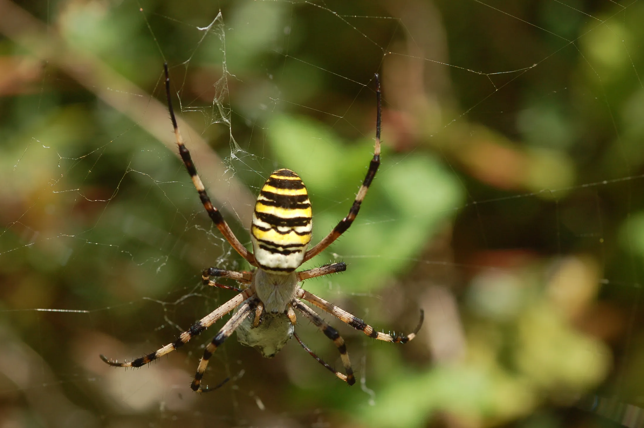 Fauna Elba 3